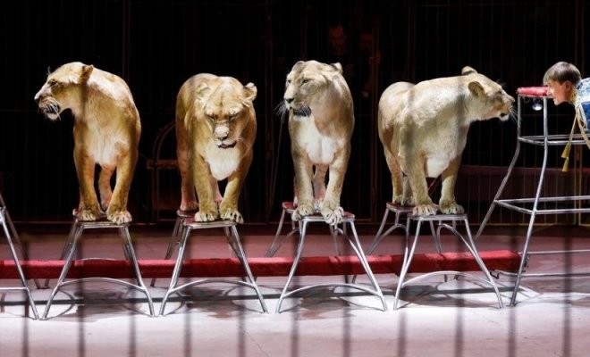 Империя львиц