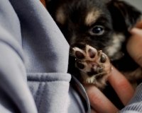 Маленькие лапы, большая ответственность: в Екатеринбурге научат воспитывать щенков на примере приютских собак.