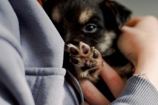 Маленькие лапы, большая ответственность: в Екатеринбурге научат воспитывать щенков на примере приютских собак.