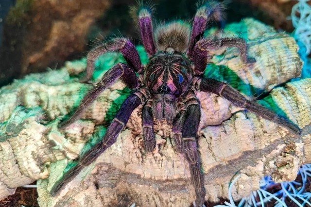 В Нальчике открывается выставка пауков-птицеедов, рептилий и хищных растений