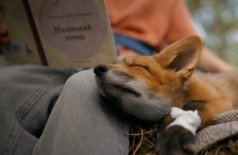 Мой дикий друг