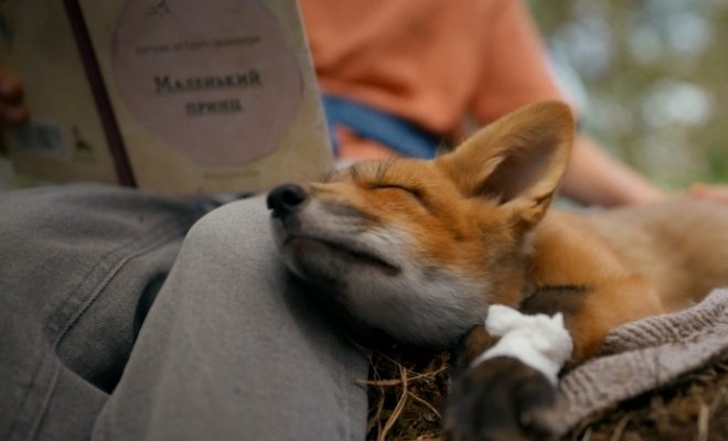 Мой дикий друг