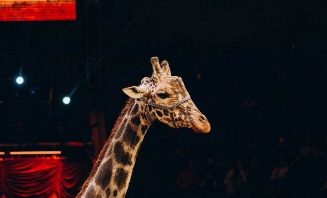 Жираф шоу