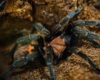 В Краснодаре пройдет выставка пауков «Тайна паутины»