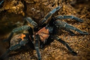 В Краснодаре пройдет выставка пауков «Тайна паутины»
