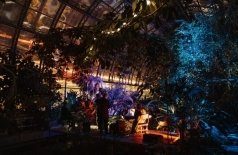 Магия свечей. Страстное танго в джазе в оранжерее