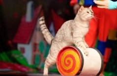 Приключения котов-чемпионов