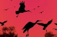 Симфонические хиты Феличита. Шедевры Челентано, Тото Кутуньо, Аль Бано, Поля Мориа, Стинга