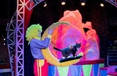 Театр кошек Куклачёва. Приключения котов-чемпионов