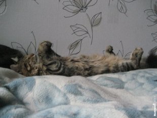 Котик по кличке Шерхан