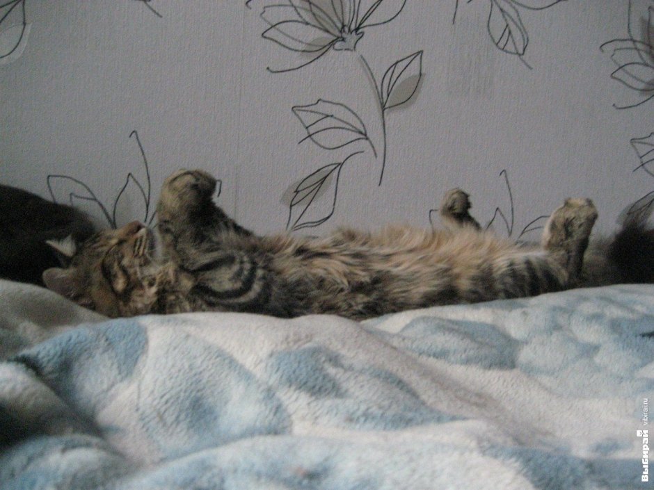 Котик по кличке Шерхан