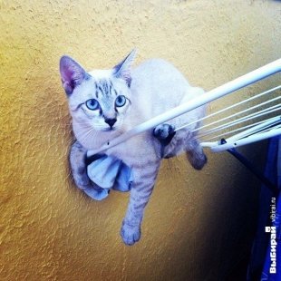 Котик по кличке Фидми