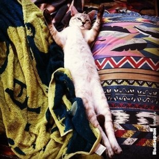 Котик по кличке Фидми