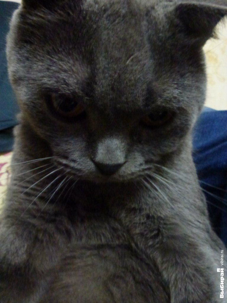 Котик по кличке Кекс