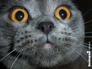 Котик по кличке Кекс