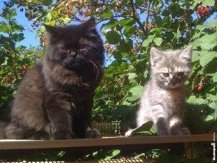 Котики Бароша и Дуся