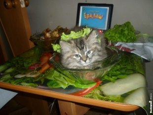 Кошечка Матрешка