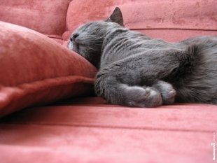 Котик по кличке Цезарь