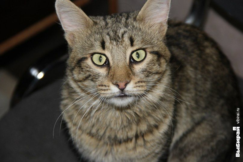Котик по кничке Шерхан