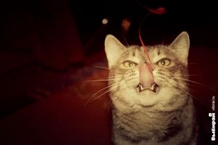 Кошечка Степанида