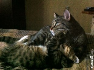 Котики Федор и Фунтик