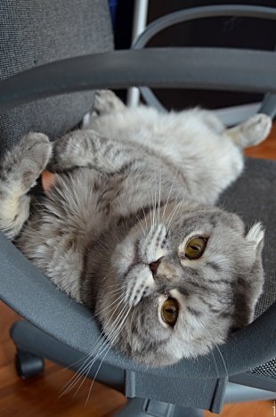 Котик Марс