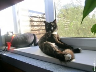Кот Марусь
