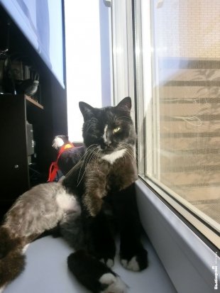 Кот Марусь