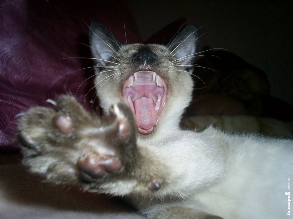 Кошка Ася