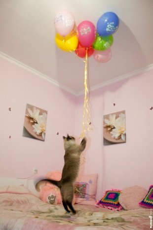 Кошка Ася