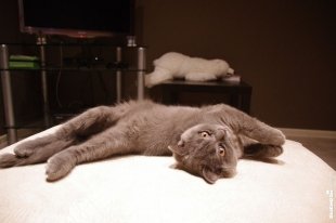 Котик Бублик