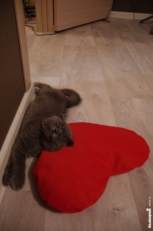 Котик Бублик