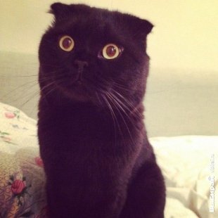 Котик Стич