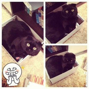 Котик Стич