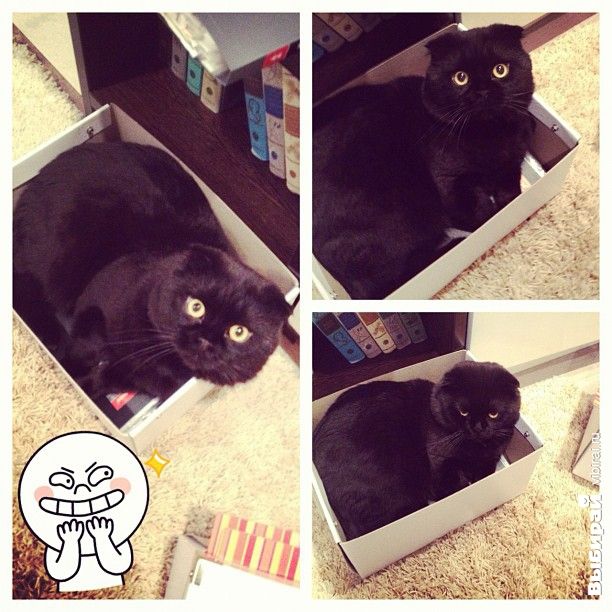 Котик Стич
