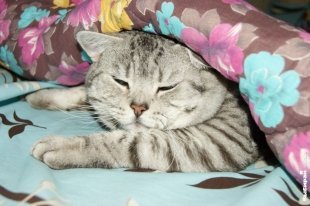 Кот Деббас