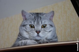 Кот Деббас