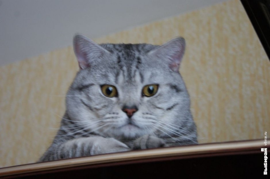 Кот Деббас