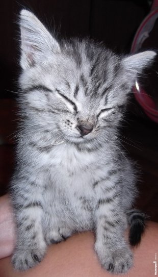 Кошечка Лиза