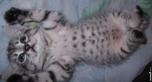 Кошечка Лиза