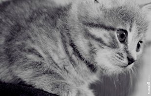 Кошечка Мини