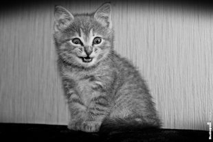 Кошечка Мини