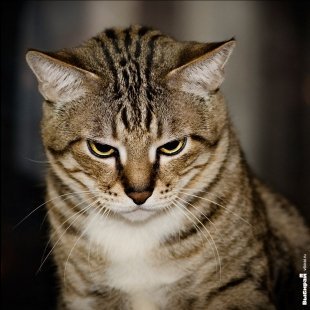 Котик Ливайс