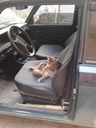 Кошка Лиза