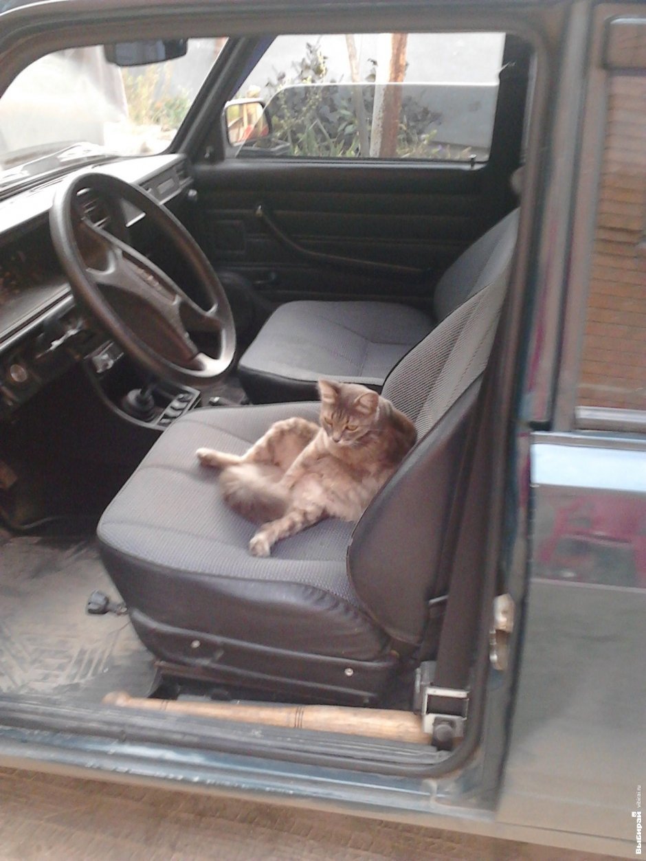 Кошка Лиза