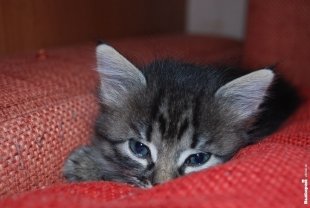 Кошечка Василиса