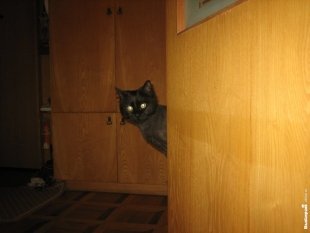 Кошка Аська