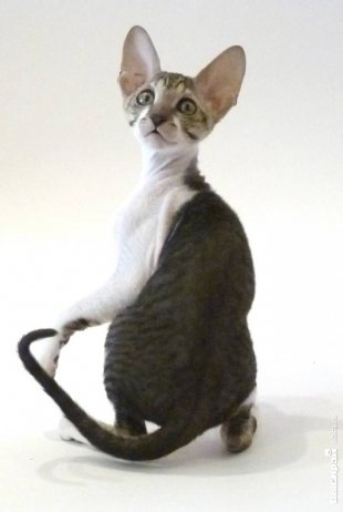 Котик Генри