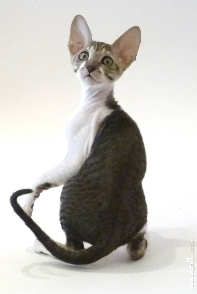 Котик Генри