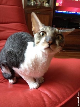 Котик Генри
